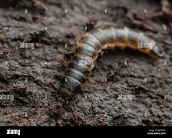 Attēlu rezultāti vaicājumam “Harminius undulatus”