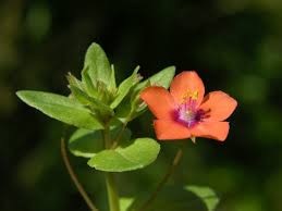 Image result for Anagallis arvensis