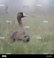 Attēlu rezultāti vaicājumam “Anser albifrons adult”