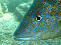 Image result for Haemulon sciurus