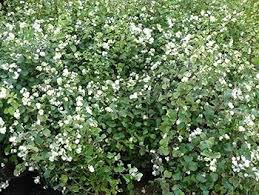 Attēlu rezultāti vaicājumam “Symphoricarpos albus”