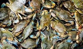 Image result for Callinectes sapidus
