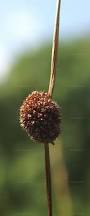 Attēlu rezultāti vaicājumam “Juncus conglomeratus fruit”