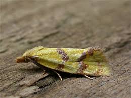 Attēlu rezultāti vaicājumam “Agapeta hamana”