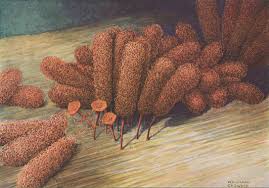 Attēlu rezultāti vaicājumam “Diderma testaceum spores”