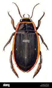 Attēlu rezultāti vaicājumam “Dytiscus sp.”