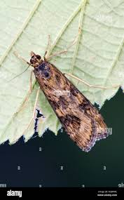 Attēlu rezultāti vaicājumam “Nomophila noctuella”