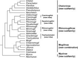 Image result for Pseudomyxus capensis