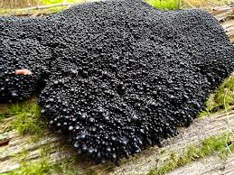 Attēlu rezultāti vaicājumam “Lindbladia tubulina”