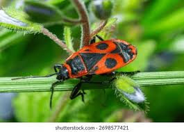 Attēlu rezultāti vaicājumam “Pyrrhocoris apterus”