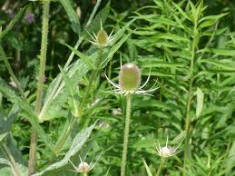 Image result for Dipsacus silvestris