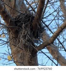 Attēlu rezultāti vaicājumam “Accipiter gentilis nest”