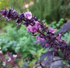 Attēlu rezultāti vaicājumam “Ocimum basilicum flower”