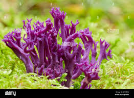 Attēlu rezultāti vaicājumam “Clavaria zollingeri”