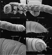 Attēlu rezultāti vaicājumam “Euura brevicornis larva”