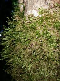 Attēlu rezultāti vaicājumam “Neckera pennata”