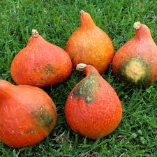 Image result for Kürbis