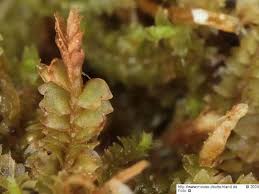 Attēlu rezultāti vaicājumam “Leiocolea heterocolpos”