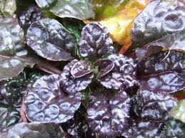 Attēlu rezultāti vaicājumam “Ajuga pyramidalis leaf”