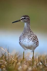 Attēlu rezultāti vaicājumam “Tringa glareola”