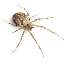 Attēlu rezultāti vaicājumam “Metellina segmentata”