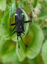 Attēlu rezultāti vaicājumam “Closterotomus biclavatus”