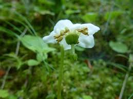 Attēlu rezultāti vaicājumam “Moneses uniflora bud”