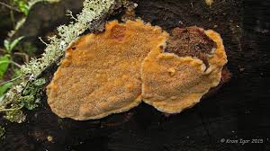 Attēlu rezultāti vaicājumam “Hapalopilus aurantiacus”