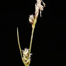 Attēlu rezultāti vaicājumam “Carex globularis flower”
