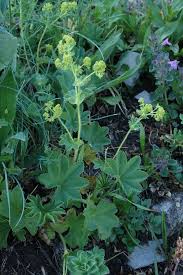 Image result for Alchemilla vulgaris