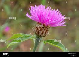 Attēlu rezultāti vaicājumam “Centaurea phrygia bud”
