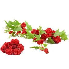 Attēlu rezultāti vaicājumam “Chenopodium foliosum”