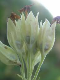 Attēlu rezultāti vaicājumam “Primula veris leaf”