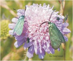 Attēlu rezultāti vaicājumam “Adscita statices”