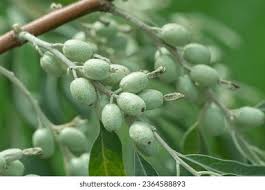 Attēlu rezultāti vaicājumam “Poa angustifolia fruit”