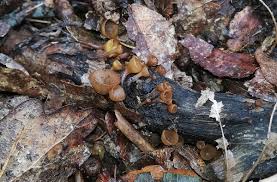 Attēlu rezultāti vaicājumam “Rutstroemia firma”