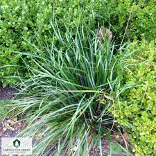 Attēlu rezultāti vaicājumam “Sesleria caerulea leaf”