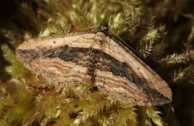 Attēlu rezultāti vaicājumam “Horisme vitalbata”