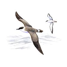 Image result for Puffinus gravis