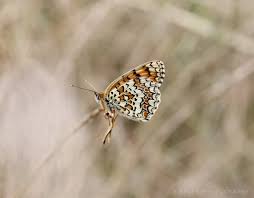 Attēlu rezultāti vaicājumam “Melitaea phoebe”