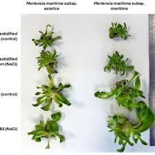 Attēlu rezultāti vaicājumam “Linaria loeselii leaf”