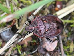 Attēlu rezultāti vaicājumam “Jalla dumosa”