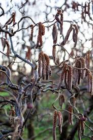 Attēlu rezultāti vaicājumam “Corylus avellana fruit”