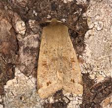 Attēlu rezultāti vaicājumam “Orthosia munda”