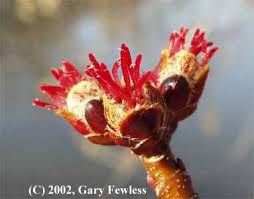 Attēlu rezultāti vaicājumam “Acer saccharinum bud”