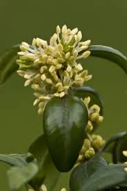 Attēlu rezultāti vaicājumam “Buxus sempervirens flower”