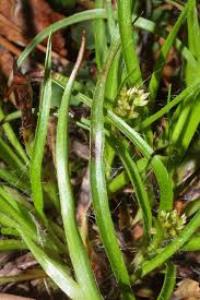 Attēlu rezultāti vaicājumam “Luzula pilosa bud”