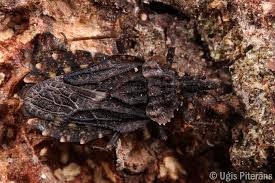 Attēlu rezultāti vaicājumam “Aradus betulae”