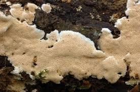 Attēlu rezultāti vaicājumam “Junghuhnia pseudozilingiana”