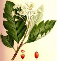 Attēlu rezultāti vaicājumam “Sorbus intermedia fruit”